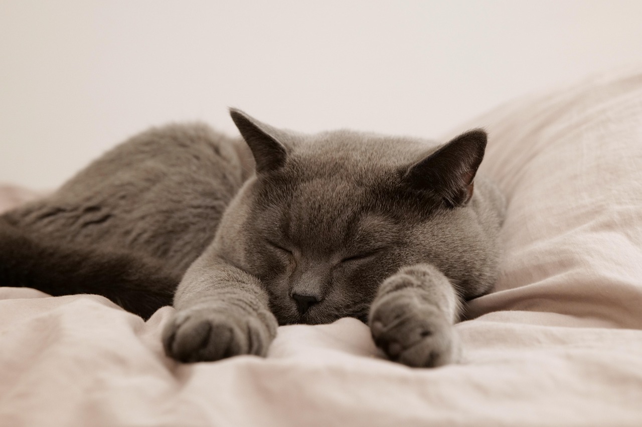 Create a Pet Bed (image credits: pixabay)