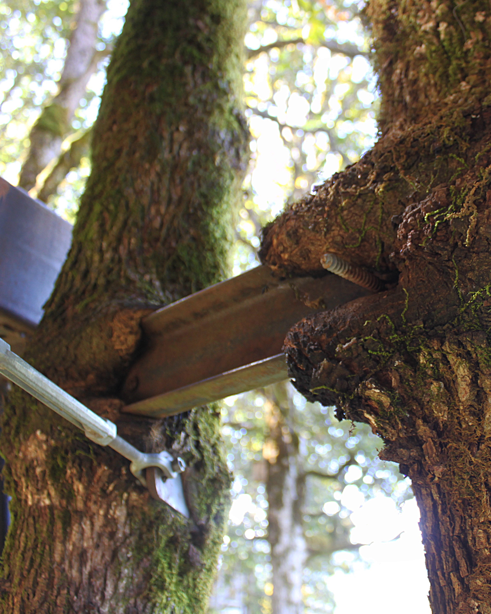 Choosing the Right Tree (image credits: wikimedia)