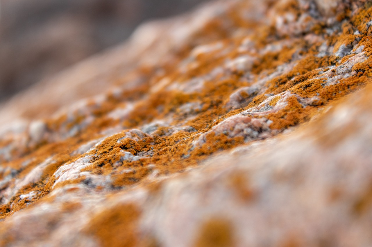 Why Mold Is More Dangerous Than You Think (image credits: pixabay)