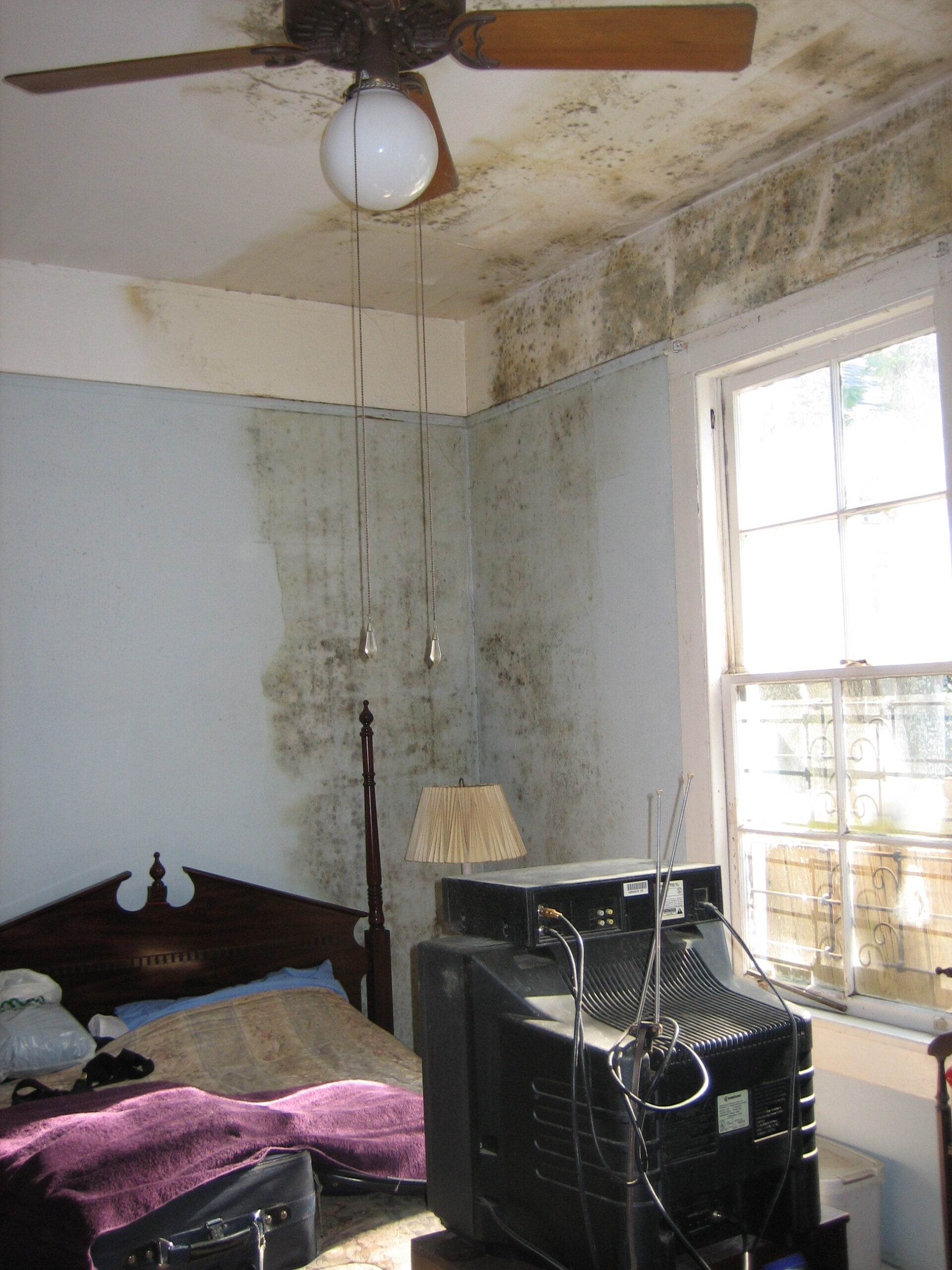 The Telltale Signs of Mold in Your Home (image credits: wikimedia)