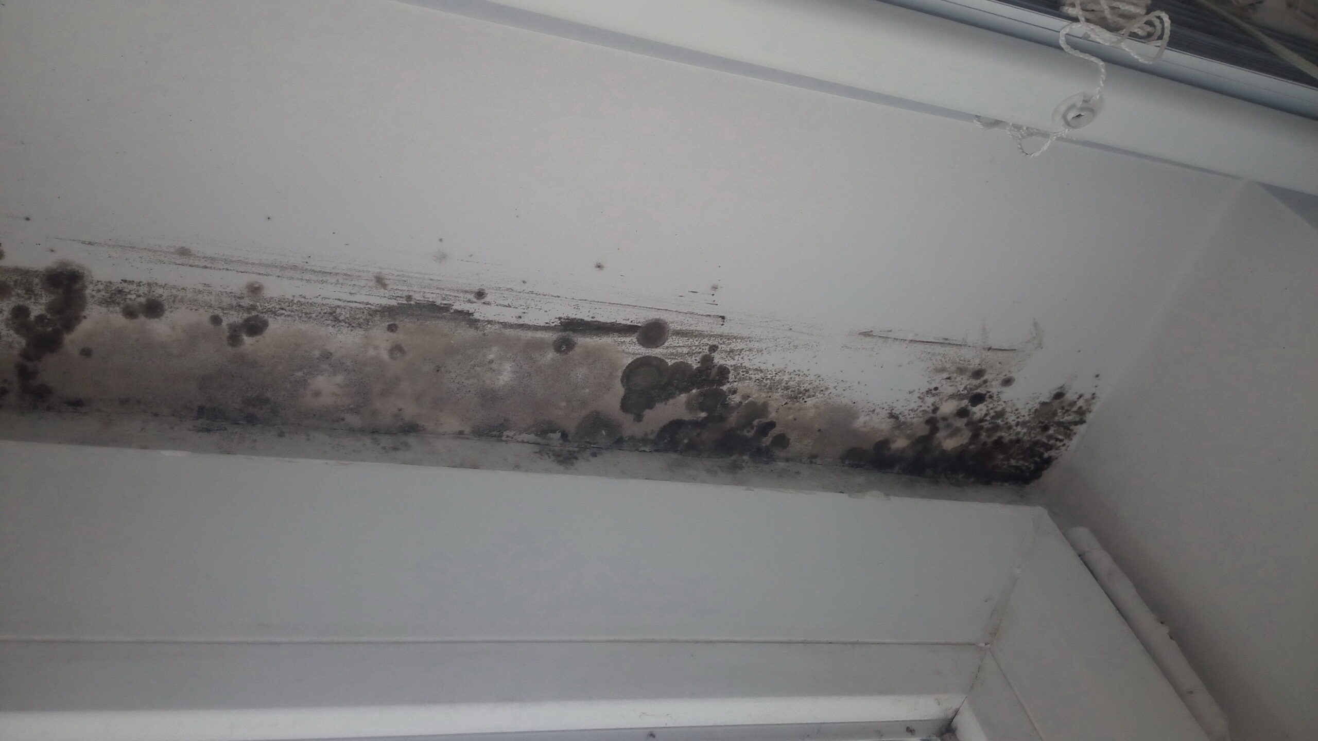 The Value of a Professional Mold Inspection (image credits: wikimedia)