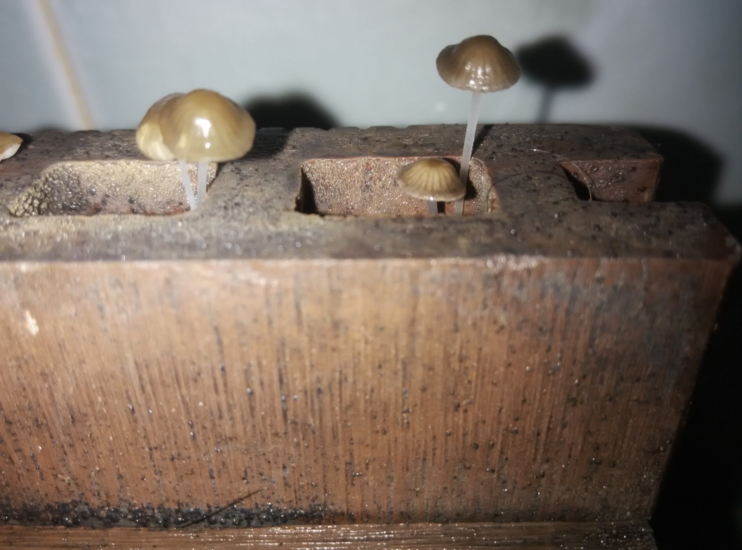 Understanding the Latest Mold Research and Statistics (image credits: wikimedia)