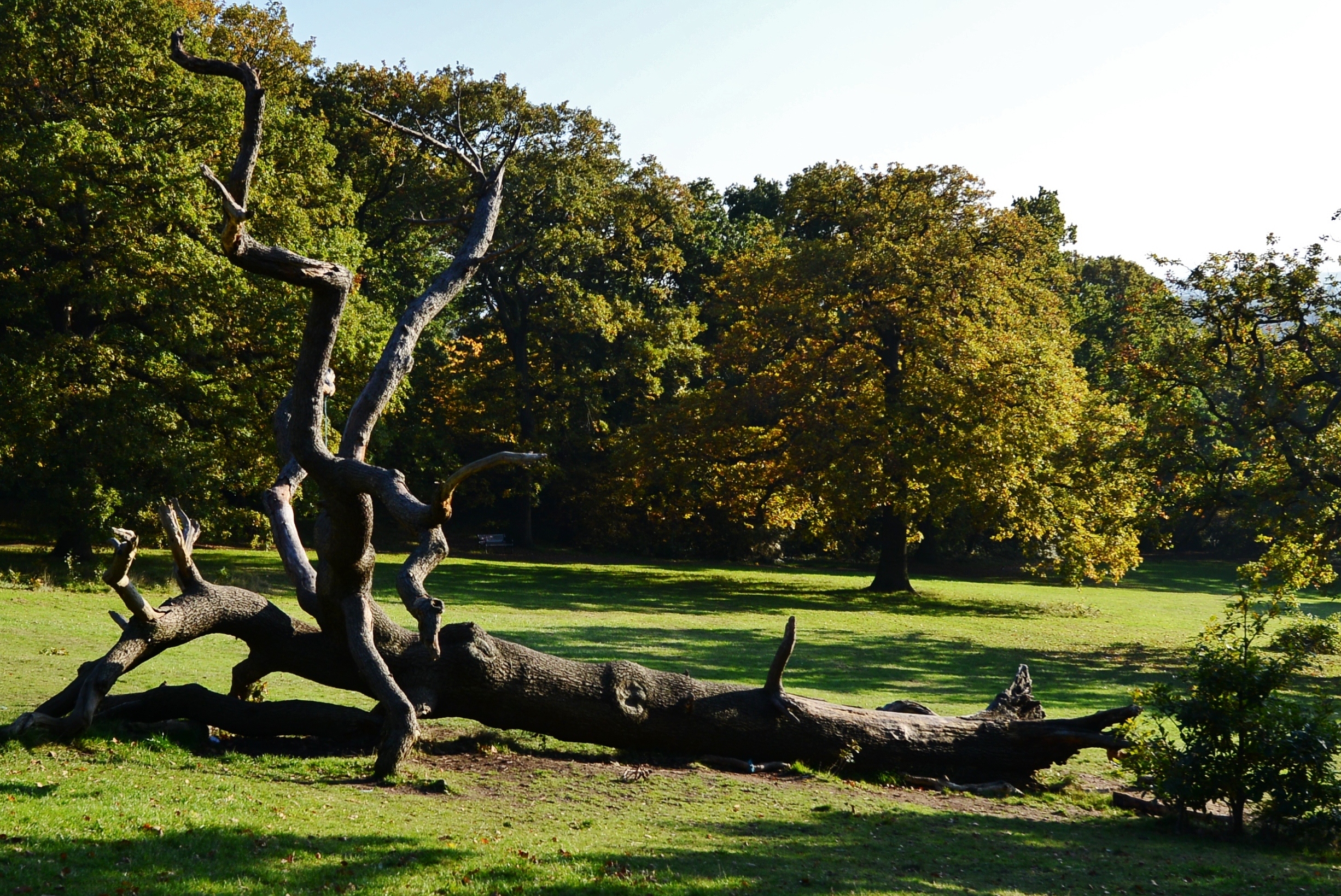 Storm Damage and Roadside Finds (image credits: wikimedia)