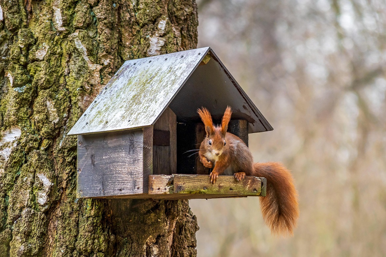 Birdhouse (image credits: pixabay)