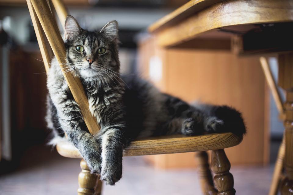 Pet Furniture: Treating Pets in Style (image credits: stocksnap)