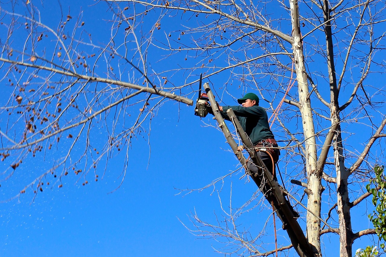 Trim Trees and Shrubs (image credits: pixabay)