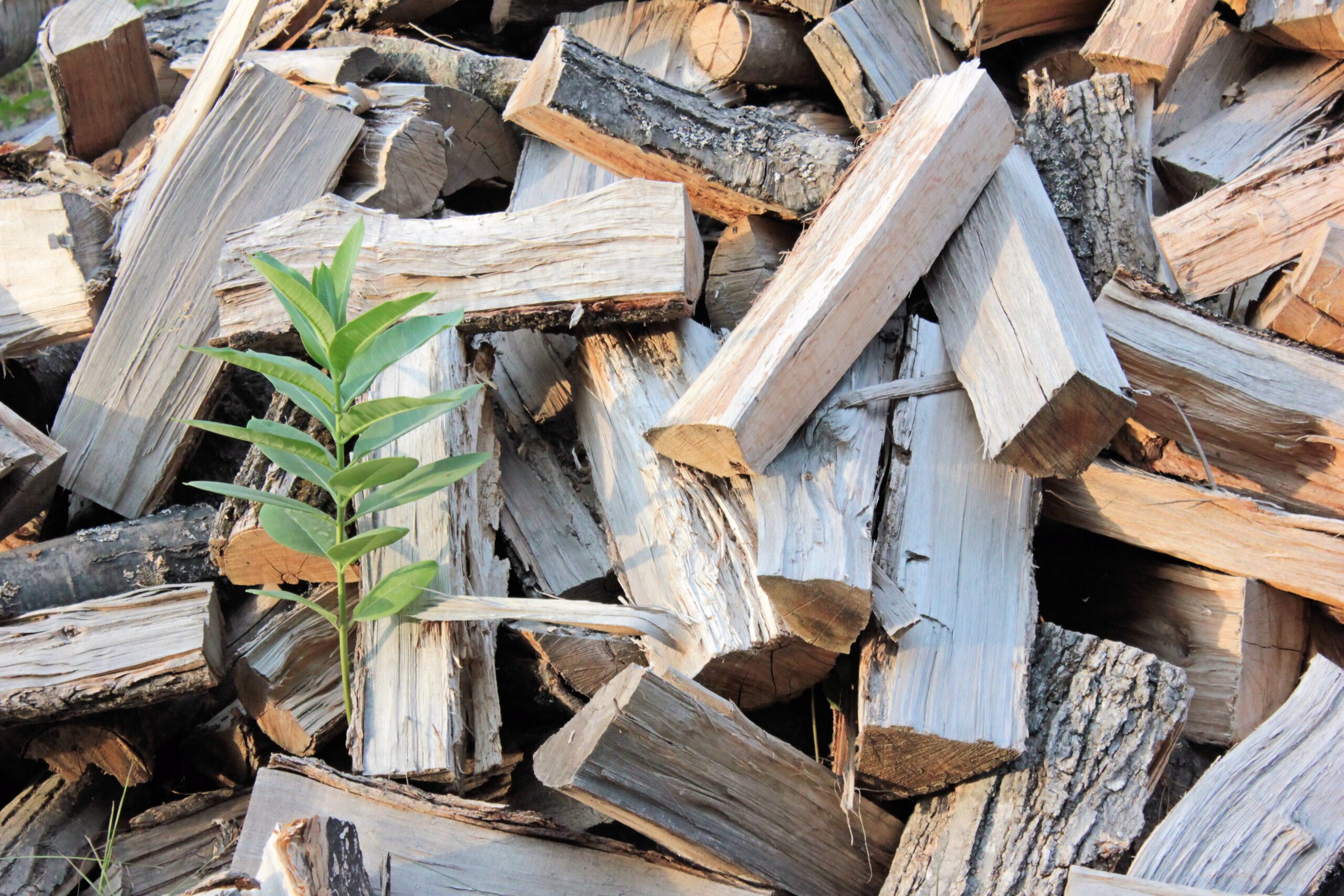 The Science of Seasoning: Why Time and Sunlight Are Critical (image credits: wikimedia)