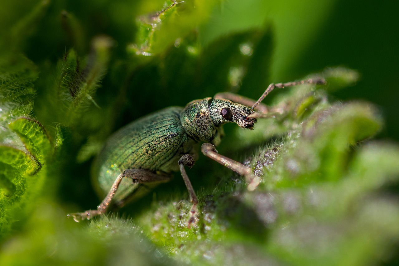 Pest Prevention: Keeping Unwanted Guests Out of Your Woodpile (image credits: pixabay)