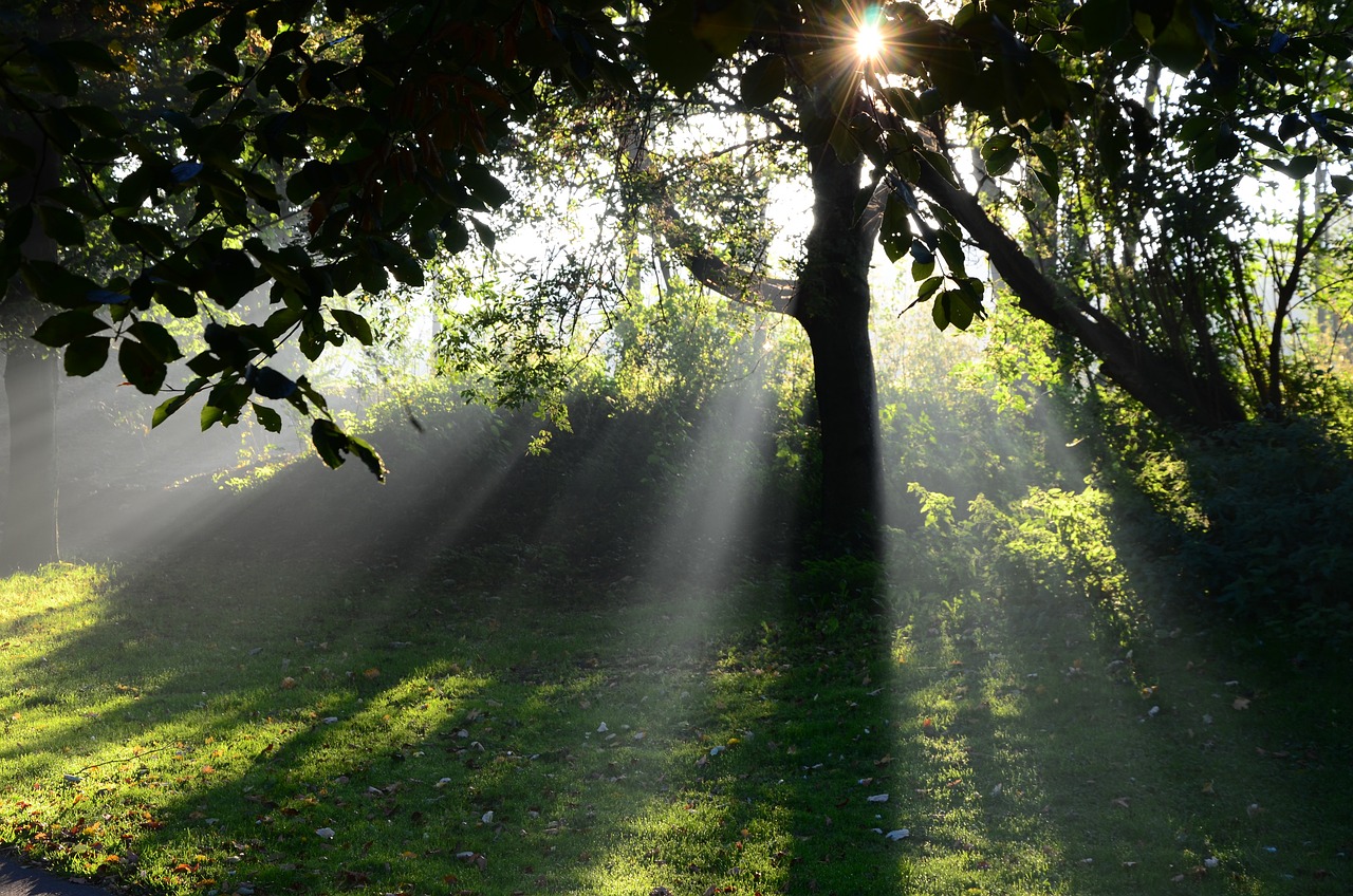Outdoor Showers: A Trend on the Rise (image credits: pixabay)