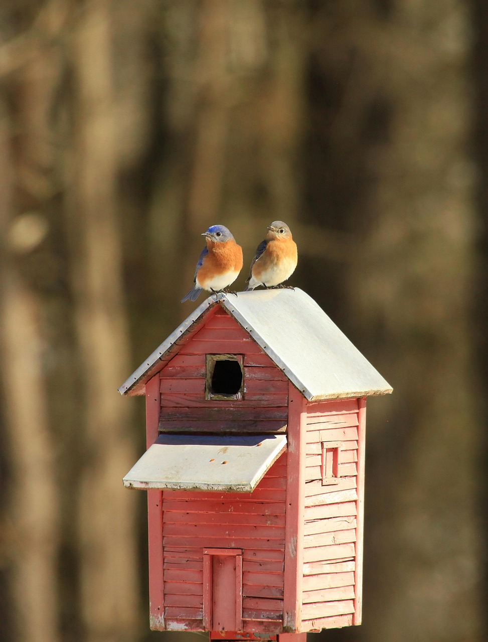 DIY Birdhouses: Welcoming Feathered Friends (image credits: pixabay)