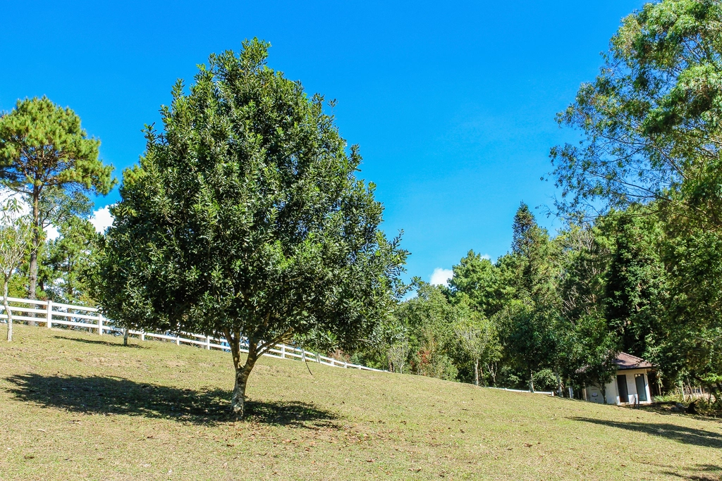 Assess the Tree and Surroundings (image credits: rawpixel)
