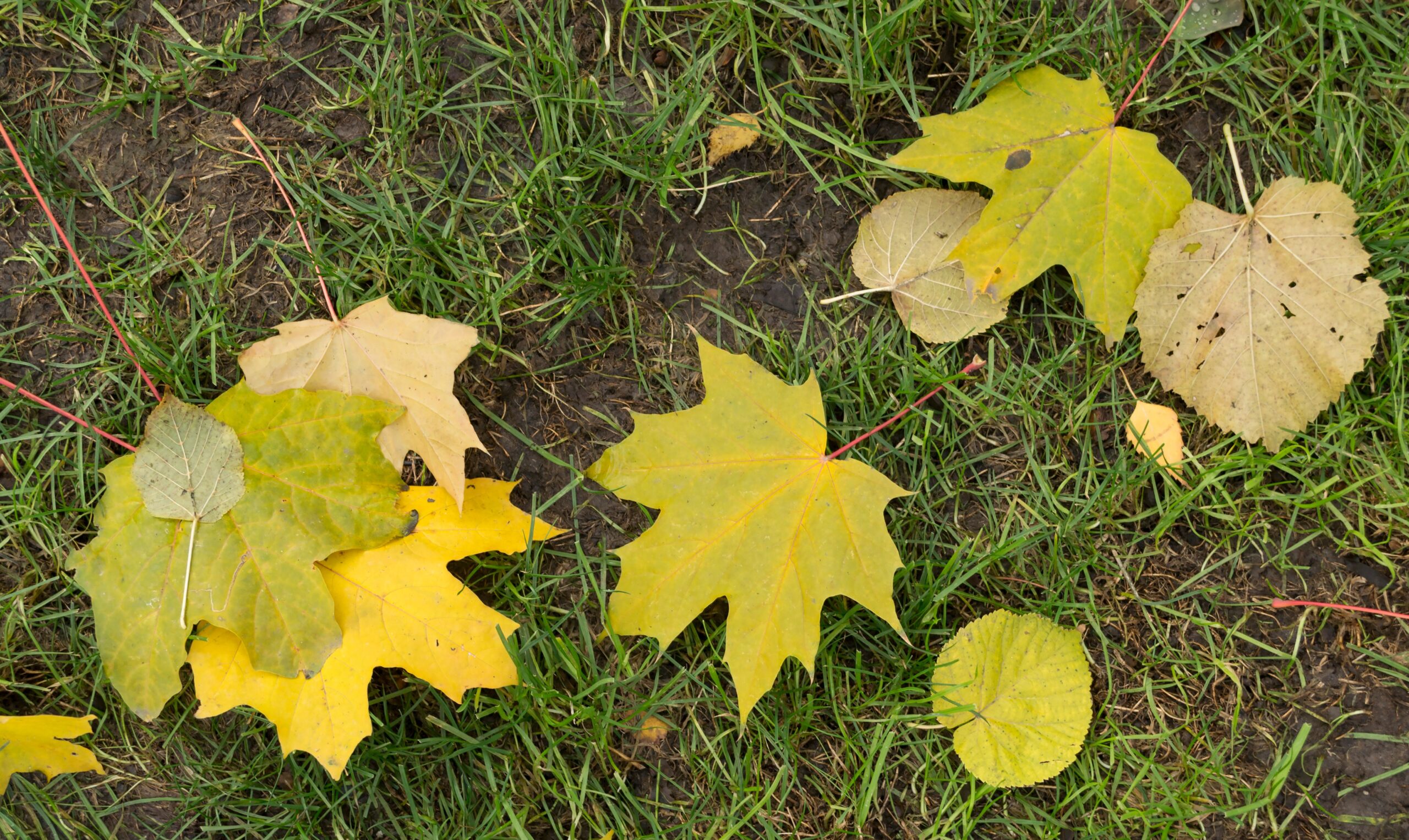 Clean Up and Dispose of Debris (image credits: wikimedia)