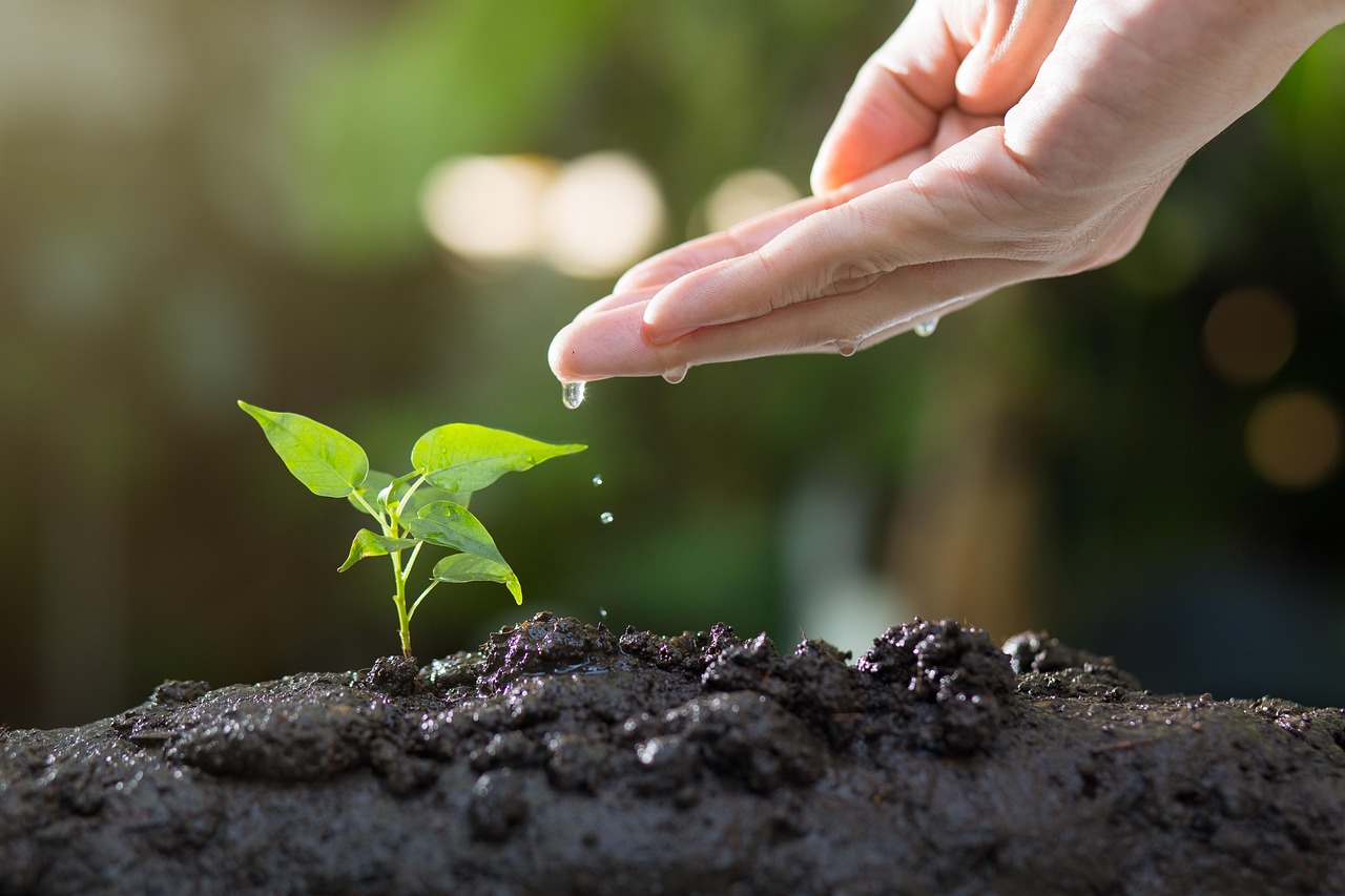 Replant or Restore the Area (image credits: pixabay)