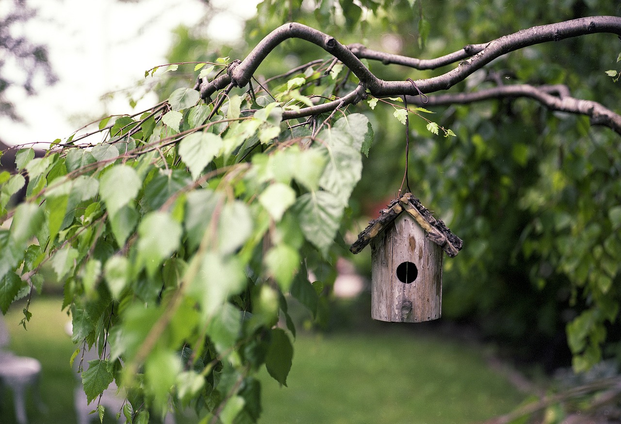 Build a Birdhouse Together (image credits: pixabay)