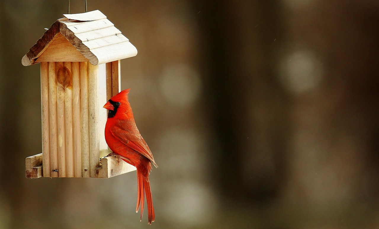 Birdhouses (image credits: pixabay)